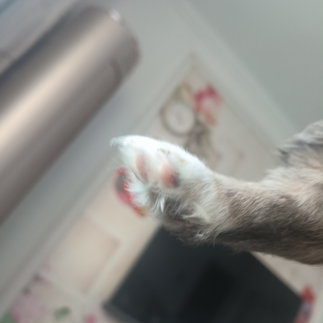 小乖乖中华田园犬一只